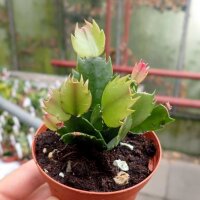 Schlumbergera-Hybr. Malissa