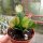 Schlumbergera-Hybr. Malissa