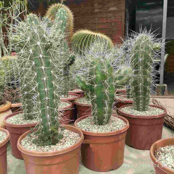 Stetsonia coryne verzweigt