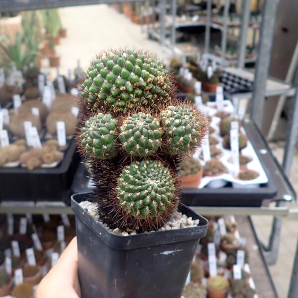 Sulcorebutia santiaginiensis fa. HS 068