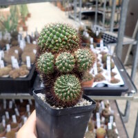 Sulcorebutia santiaginiensis fa. HS 068