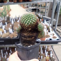 Sulcorebutia santiaginiensis fa. HS 068