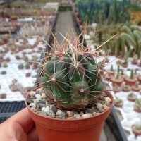 Thelocactus bicolor SB 278