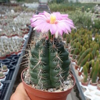 Thelocactus bicolor SB 278