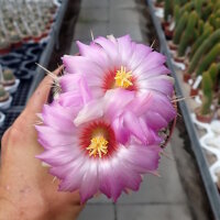 Thelocactus bicolor SB 278
