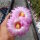 Thelocactus bicolor SB 278