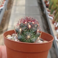 Thelocactus bicolor v. texensis