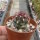 Thelocactus bicolor v. texensis