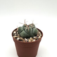 Thelocactus hexaedrophorus v. lloydii