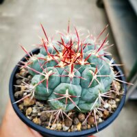 Thelocactus hexaedrophorus v. lloydii