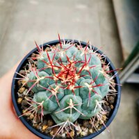 Thelocactus hexaedrophorus v. lloydii