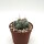Thelocactus hexaedrophorus v. lloydii