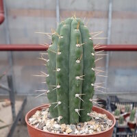 Trichocereus pachanoi KK 339