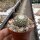 Turbinicarpus pseudopectinatus CITES, not outside EU