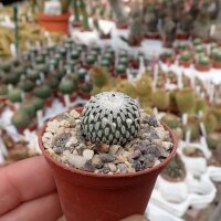 Turbinicarpus pseudopectinatus f. roseiflorus CITES, not...