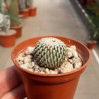 Turbinicarpus pseudopectinatus f. roseiflorus CITES, not...