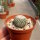 Turbinicarpus pseudopectinatus f. roseiflorus CITES, not outside EU