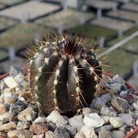 Uebelmannia pectinifera HU 106  CITES, not outside EU