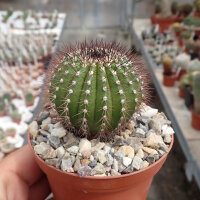 Uebelmannia pectinifera RNK 098  CITES, not outside EU