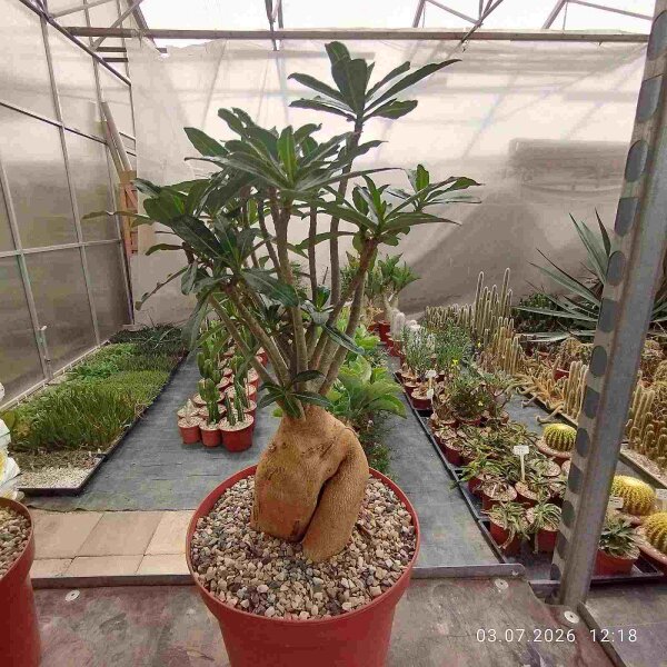 Adenium obesum, Kilimanjaro