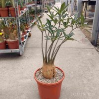Adenium obesum, Kilimanjaro