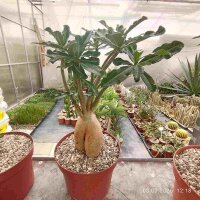 Adenium obesum, Kilimanjaro