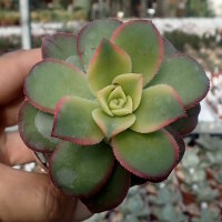 Aeonium decorum variegata cv. Kiwi