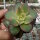 Aeonium decorum variegata cv. Kiwi