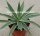 Agave angustifolia v. marginata