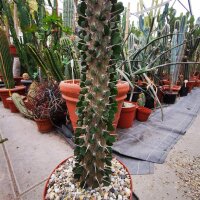 Alluaudia ascendens