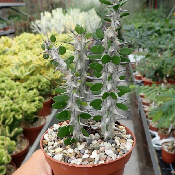 Alluaudia procera Tuff