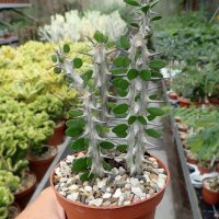 Alluaudia procera Tuff
