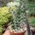 Alluaudia procera Tuff