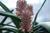 Aloe bainesii