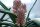 Aloe bainesii