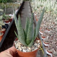 Aloe dichotoma