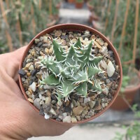 Aloe erinacea