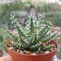 Aloe erinacea