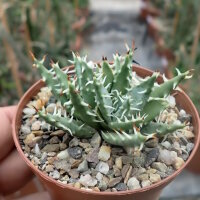 Aloe erinacea