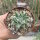 Aloe erinacea