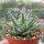 Aloe erinacea