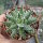 Aloe erinacea
