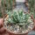 Aloe erinacea
