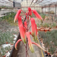 Aloe fragilis Vohemar, Madagaskar CITES, not outside EU