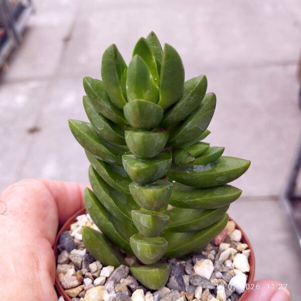Crassula cv. Ben