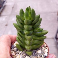 Crassula cv. Ben