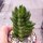 Crassula cv. Ben