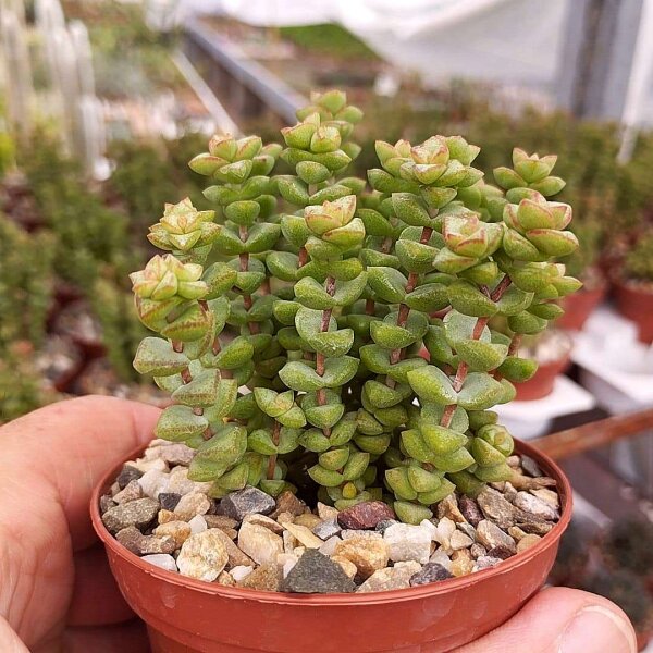 Crassula rupestris ssp. commutata cv. Tom Thumb