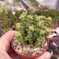 Crassula rupestris ssp. commutata cv. Tom Thumb