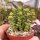Crassula rupestris ssp. commutata cv. Tom Thumb